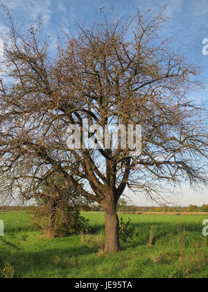Dieses Bild zeigt Pyrus communis, den gewöhnlichen Birnenbaum. Der in Europa und Teilen Asiens heimische Baum produziert die bekannte Birnenfrucht, die für ihren süßen Geschmack und ihre vielfältigen Sorten bekannt ist. Der Baum wird sowohl für die kommerzielle Obstproduktion als auch für Zierzwecke in großem Umfang angebaut. Stockfoto