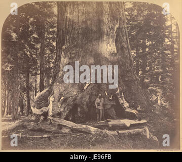 Carleton Watkins (amerikanisch - Abschnitt der Grizzly Giant, 33 Fuß Durchmesser, Mariposa Grove, Yosemite, Nr. 111- Stockfoto