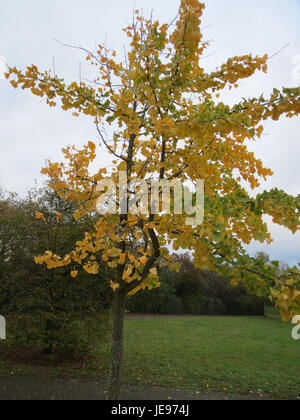 Ginkgo biloba, eine Baumart, die für ihre einzigartigen fächerförmigen Blätter bekannt ist, wird oft als lebendes Fossil bezeichnet. Es wurde auf seine medizinischen Eigenschaften und Verwendungen in der traditionellen und modernen Medizin umfassend untersucht. Stockfoto