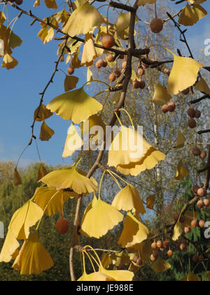 Foto eines Ginkgobaumes in Hockenheim am 11. November 2013. Das Bild zeigt die einzigartigen Blätter des Baumes, die ihre charakteristische Form und gelbe Farbe als Teil seines saisonalen Erscheinungsbildes betonen. Stockfoto