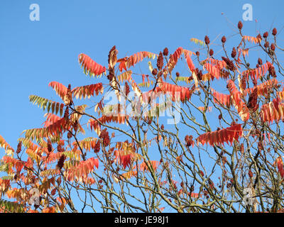 Dieses Bild zeigt Rhus typhina, allgemein bekannt als Staghorn Sumac. Er ist ein Laubstrauch oder kleiner Baum, der für seine roten Fruchtgruppen und seine Rolle in lokalen Ökosystemen bekannt ist. Sie ist in Nordamerika beheimatet und wird aufgrund ihrer Härte und Anpassungsfähigkeit häufig für Landschaftsgestaltung und Erosionsschutz verwendet. Stockfoto