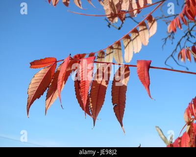 Rhus typhina, auch bekannt als Staghorn Sumac, ist ein in Nordamerika heimischer Laubstrauch. Sie ist bekannt für ihre roten, samtigen Fruchtgruppen und das lebhafte Herbstlaub, was sie zu einer beliebten Zierpflanze in Gärten und Landschaften macht. Stockfoto
