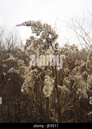 Das am 25. November 2013 aufgenommene Foto zeigt eine kanadische Goldenrod-Pflanze (Solidago canadensis) in Blüte. Bekannt für seine gelben Blüten, ist er in Nordamerika beheimatet und häufig auf Feldern und an Straßenrändern zu finden. Stockfoto