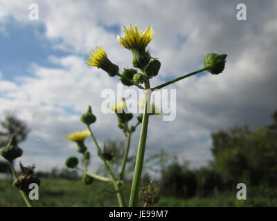 Foto von Sonchus asper, auch bekannt als raue Sauendistel, aufgenommen am 7. Oktober 2012. Das Bild zeigt die stacheligen Blätter und die hellgelben Blüten der Pflanze. Stockfoto
