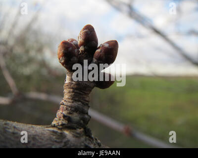 Eine Nahaufnahme eines Kirschblütenzweigs in Reilingen, aufgenommen am 10. Januar 2014. Dieses Bild zeigt die zarten rosa Blüten des Kirschbaums im frühen Frühjahr. Stockfoto