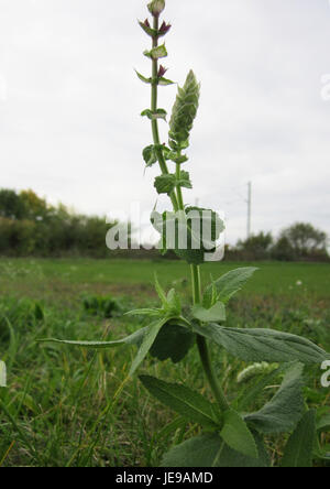 Salvia nemorosa, auch bekannt als Waldsalbei, ist ein ausdauerndes Kraut, das in trockenen, sonnigen Umgebungen gedeiht. Es ist bekannt für seine violetten Blüten und aromatischen Blätter, die oft in Gärten für Zierungs- und Heilzwecke verwendet werden. Stockfoto