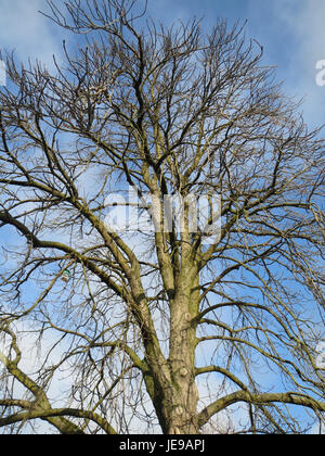 Ein Foto einer Rosskastanie (Rosskastanie), aufgenommen am 24. Januar 2014. Das Bild zeigt die charakteristischen Blätter und die stacheligen Samenkapseln des Baumes, die für die Art charakteristisch sind. Stockfoto