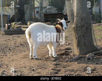 Eine Zusammenkunft des Kleintierzuchtvereins in Hockenheim am 31. Januar 2014, bei der Kleintierrassen vorgestellt wurden. Stockfoto