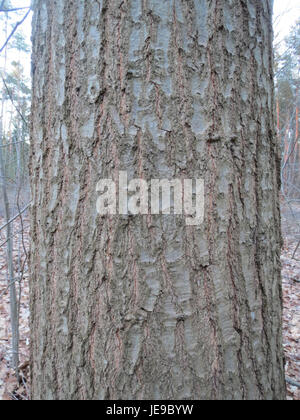 Quercus rubra, auch bekannt als Northern Red Oak, ist eine in Nordamerika heimische Art. Es ist ein großer Laubbaum, der für sein kräftiges Holz und die lebhaften Herbstfarben bekannt ist. Stockfoto