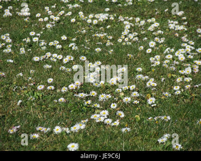 Bellis perennis, allgemein bekannt als die englische Gänseblümchenpflanze, ist eine kleine mehrjährige Pflanze, die häufig auf Rasenflächen und Wiesen zu finden ist. Es ist bekannt für seine weißen oder rosa Blüten und seine Fähigkeit, in einer Vielzahl von Umgebungen zu gedeihen. Stockfoto