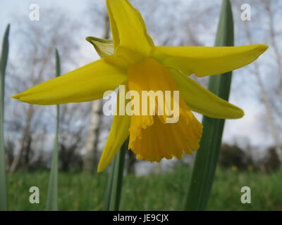 Narcissus pseudonarcissus, allgemein bekannt als Narzissen, ist eine frühlingshafte Pflanze, die für ihre trompetenförmigen Blüten und ihre hellgelbe Farbe bekannt ist, die Erneuerung und Neuanfänge symbolisiert. Stockfoto