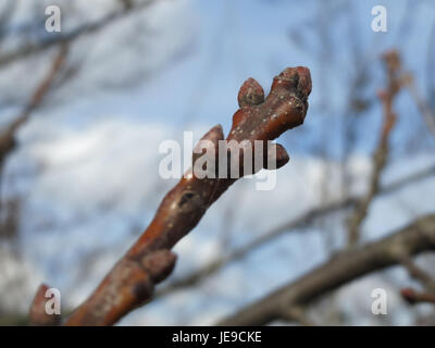 Ein Foto vom 27. Februar 2014, das Quercus robur, allgemein bekannt als die englische Eiche, in einem Wald zeigt. Die Eiche steht hoch und zeigt ihren starken Stamm und ihre blattlosen Winterzweige. Stockfoto