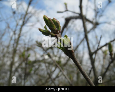 Ligustrum vulgare, Liguster, Hecke, Evergreen im Herbst Stockfotografie -  Alamy