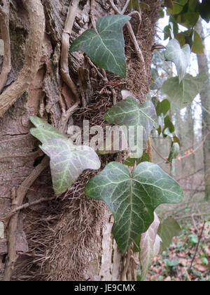 Englischer Efeu (hedera Helix), die Zimmerpflanze auf schwarzem  Hintergrund. Soft-Fokus auf neues Wachstum auf einer dekorativen  Zimmerpflanze in weiem Blumentopf Stockfotografie - Alamy