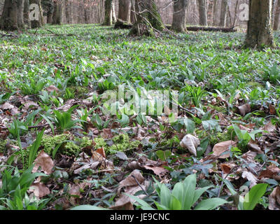 Eine Fotografie von Allium ursinum, allgemein bekannt als wilder Knoblauch, aufgenommen am 27. Februar 2014, die seine markanten Blätter und Blüten in einer natürlichen Umgebung zeigt. Stockfoto