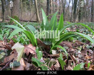 Foto von Allium ursinum, auch bekannt als wilder Knoblauch, aufgenommen am 27. Februar 2014. Stockfoto
