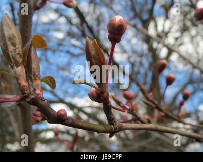 Prunus cerasifera, auch bekannt als Kirschpflaume, ist ein kleiner Baum, der in Europa und Asien beheimatet ist. Die Art ist bekannt für ihre frühen Frühlingsblüten und wird häufig für dekorative Landschaftsgestaltung verwendet. Stockfoto