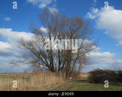 Salix alba, allgemein bekannt als weiße Weide, ist ein Laubbaum, der für sein schnelles Wachstum, seine helle Rinde und seine Verwendung in Korbweben und medizinischen Anwendungen bekannt ist. Stockfoto