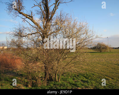 Ein Bild von Prunus cerasifera, allgemein bekannt als Kirschpflaume, Laubstrauch oder kleiner Baum mit Frühfrühlingsblüten. Sie ist hier in Hockenheim zu sehen, wo sie blühen oder blühen kann. Stockfoto