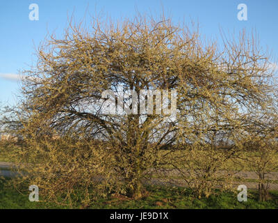 Prunus cerasifera, auch bekannt als Kirschpflaume, fotografiert am 2. März 2014 in Hockenheim, ist ein kleiner Laubbaum, der für seine Frühjahrsblüten und Obstproduktion bekannt ist. Stockfoto