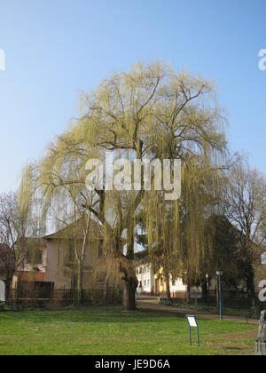Die Trauerweide im Ebertpark, Mannheim, ist ein bemerkenswerter Baum, der für seine langen, hängenden Äste und seine ruhige Präsenz in der Parklandschaft bekannt ist. Stockfoto