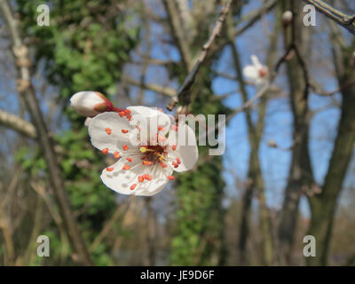 Prunus cerasifera, auch bekannt als Kirschpflaume, ist ein kleiner Baum oder Sträucher, der in Hockenheim häufig vorkommt. Sie ist bekannt für ihre frühen Frühlingsblüten und ihre Rolle bei der lokalen Zierpflanzung. Stockfoto