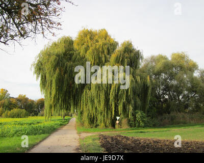 Die Trauerweide in Altlussheim ist im Oktober 2012 zu sehen. Bekannt für seine herabhängenden Äste, ist der Baum ein bemerkenswertes Merkmal der lokalen Landschaft. Stockfoto
