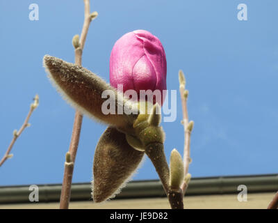 Magnolienbäume sind bekannt für ihre großen, duftenden Blüten und werden weithin zu Zierzwecken gepflanzt. Dieses besondere Exemplar in Hockenheim blüht im Frühjahr und verleiht der Landschaft einen Farbtupfer. Stockfoto