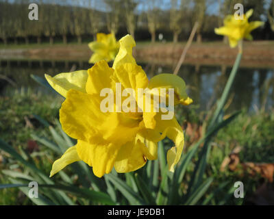 Das Bild zeigt Narcissus pseudonarcissus, allgemein bekannt als Narzissen, in Blüte aufgenommen. Die Blüte, die sich durch ihre gelben Blütenblätter und die zentrale trompetenförmige Corona auszeichnet, ist in Europa heimisch und wird als dekorative Pflanze weit angebaut. Stockfoto