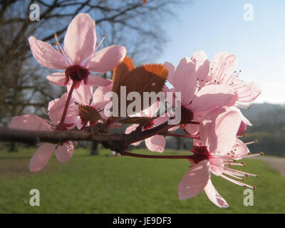 Die Prunus cerasifera, allgemein bekannt als Kirschpflaume, wird in Staden beobachtet. Diese Art ist bekannt für ihre frühe Frühjahrsblüte und ihre Rolle in der dekorativen Landschaftsgestaltung. Stockfoto