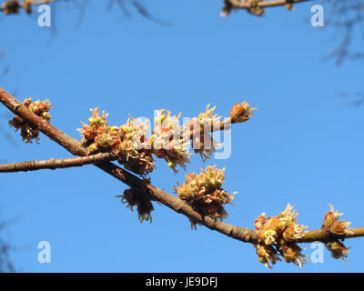 Acer saccharinum, oder Silberahorn, ist ein in Nordamerika heimischer Laubbaum, der für sein schnelles Wachstum und seine charakteristischen silberfarbenen Blätter bekannt ist. Stockfoto