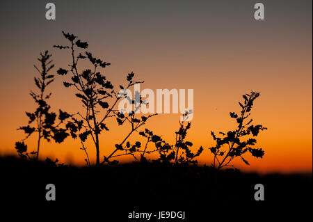 Sonnenuntergang von Castiglione d ' Orcia - Rocca d ' Orcia, gesehen von Bagno Vignoni, Toskana, Italien Stockfoto