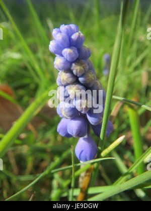 Muscari armeniacum, auch bekannt als Traubenhyazinthe, ist eine blühende Pflanze, die in Europa und Asien beheimatet ist. Dieses Bild zeigt seine kleinen, glockenförmigen blauen Blüten, die im frühen Frühjahr erscheinen und lebendige Farben in Gärten und wilden Lebensräumen bieten. Stockfoto