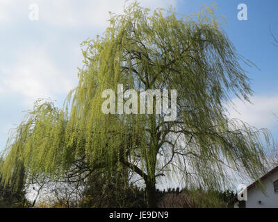 Foto einer Trauerweide in Hockenheim, aufgenommen am 16. März 2014. Stockfoto