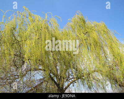 Dieses Bild zeigt eine Trauerweide (Salix babylonica) in Hockenheim. Der Baum ist bekannt für seine langen, fließenden Äste und kommt häufig in feuchten Bereichen wie Flussufern oder Gärten vor. Stockfoto
