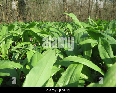 „Allium ursinum“, allgemein bekannt als Wildknoblauch oder Rampen, ist eine blühende Pflanze, die in gemäßigten Regionen vorkommt und für ihren besonderen Geruch sowie für ihre kulinarischen und medizinischen Zwecke bekannt ist. Stockfoto