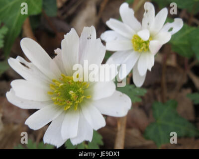Anemone nemorosa, auch bekannt als Holzanemone, ist eine mehrjährige Wildblume, die in gemäßigten Regionen vorkommt. Dieses Foto zeigt die zarten weißen Blüten der Art, die in der Frühjahrssaison oft in Wäldern und Wiesen zu sehen sind. Stockfoto