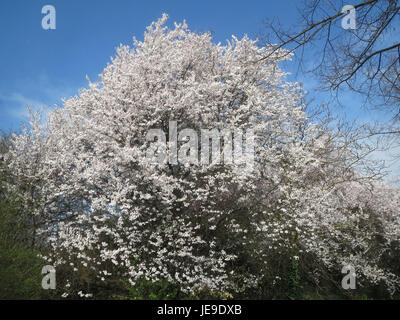 Eine Fotografie von Prunus cerasifera, allgemein bekannt als Kirschpflaume, aufgenommen in Hockenheim, Deutschland und zeigt seine frühen Frühlingsblüten. Stockfoto