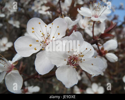 „Prunus cerasifera“, auch bekannt als Kirschpflaume, ist ein Laubstrauch oder kleiner Baum, der in Europa und Asien beheimatet ist. Das hier gezeigte Exemplar ist in Hockenheim zu finden und zeigt die Frühjahrsblüte der Pflanze. Stockfoto