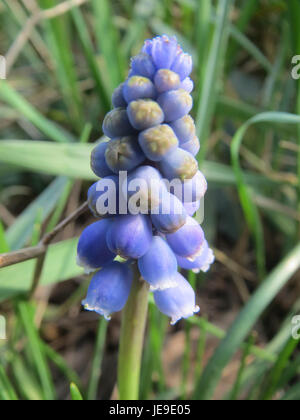 Muscari armeniacum, auch bekannt als Traubenhyazinthe, ist eine mehrjährige blühende Pflanze aus der Familie der Sparagaceae. Sie produziert im Frühjahr dichte Gruppen kleiner, glockenförmiger blauer Blüten, die im Südwesten Asiens und Südosteuropas beheimatet sind. Stockfoto