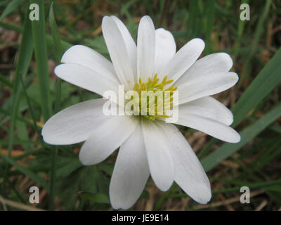 Dieses Bild zeigt eine *Anemone nemorosa*, auch bekannt als Holzanemone, in Blüte. Die Blume kommt häufig in Waldgebieten vor und ist bekannt für ihre weißen Blüten und ihr zartes Aussehen, was oft auf die Ankunft des Frühlings in Europa hindeutet. Stockfoto