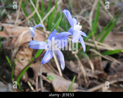 Dieses Bild vom 19. März 2014 zeigt Scilla luciliae, eine blühende Pflanzenart aus dem Mittelmeerraum. Es zeigt leuchtend blaue Blüten, die im frühen Frühjahr blühen und häufig in Gärten und natürlichen Lebensräumen zu finden sind. Stockfoto