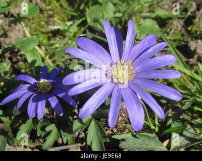 *Anemone blanda*, auch bekannt als Balkananemone, ist eine blühende Pflanze aus Südosteuropa. Es ist bekannt für seine hellen, farbenfrohen Blumen, die im frühen Frühjahr blühen und oft in Gärten und Blumenarrangements verwendet werden. Stockfoto
