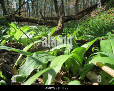 Das Bild zeigt *Allium ursinum*, allgemein bekannt als wilder Knoblauch oder Ramson. Diese mehrjährige Pflanze ist in Europa und Asien beheimatet und für ihre essbaren Blätter bekannt, die in kulinarischen Gerichten verwendet werden. Stockfoto
