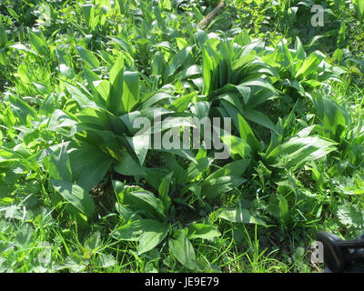 *Allium ursinum*, auch bekannt als wilder Knoblauch oder Ramsons, fotografiert am 20. März 2014. Diese wilde Pflanze kommt in europäischen Wäldern vor und ist bekannt für ihren starken Knoblauchgeruch und ihre kulinarische Verwendung. Stockfoto