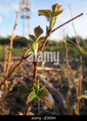 Rubus bezieht sich auf eine Pflanzengattung der Rosenfamilie, die allgemein für Arten wie Himbeeren und Brombeeren bekannt ist. Diese Pflanzen sind weltweit zu finden und für ihre fruchttragenden Eigenschaften bekannt. Stockfoto