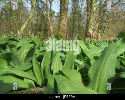 Eine Fotografie von Allium ursinum, auch bekannt als wilder Knoblauch, aufgenommen am 19. März 2014, mit den charakteristischen Blättern und kleinen weißen Blüten der Pflanze. Stockfoto