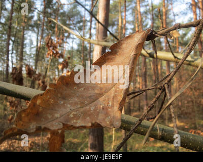 Castanea sativa, auch bekannt als die süße Kastanie, ist eine Baumart, die in gemäßigten Klimazonen vorkommt. Er produziert essbare Kastanien und ist wichtig für seine Holz- und ökologische Rolle. Stockfoto