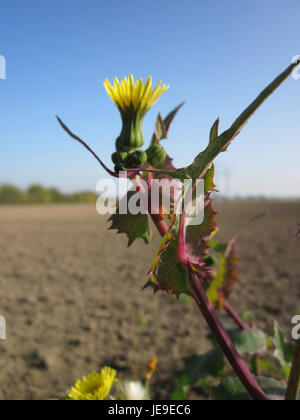 Ein Foto von Sonchus asper, allgemein bekannt als Rough Sauendistel, aufgenommen am 21. Oktober 2012. Die Pflanze zeichnet sich durch ihre stacheligen Blätter und gelben Blüten aus. Stockfoto