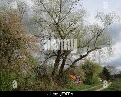 Eine Fotografie, die am 23. März 2014 aufgenommen wurde und Salix alba, allgemein bekannt als weiße Weide, zeigt. Das Bild zeigt die charakteristischen Merkmale des Baumes, wie die langen Blätter und die weiße Rinde, in seiner natürlichen Umgebung. Stockfoto